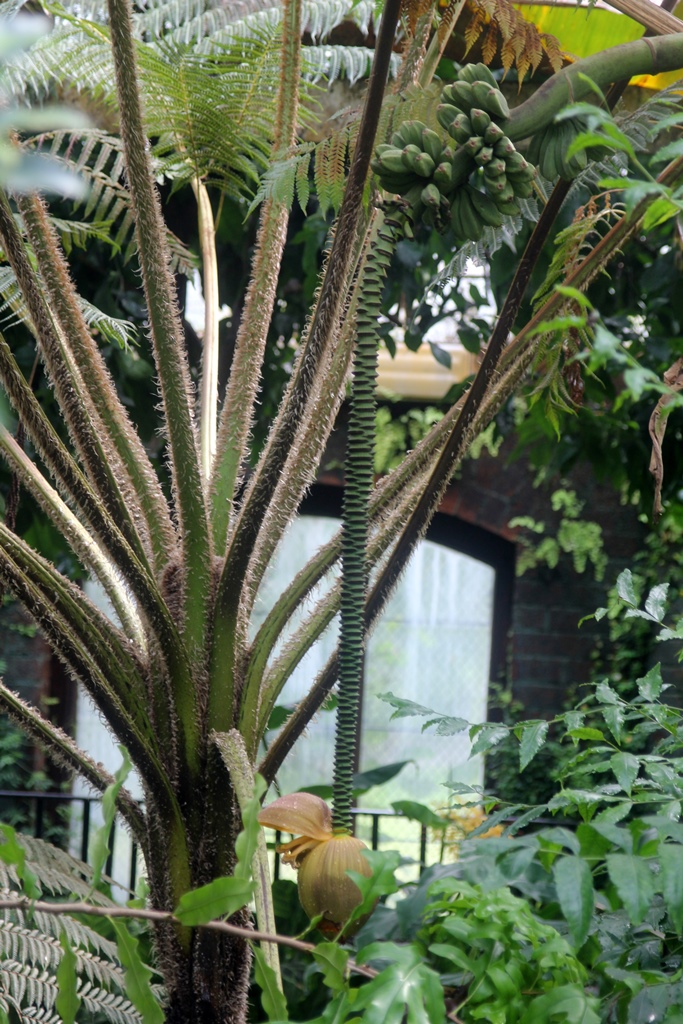 Plants in Tropical Ravine